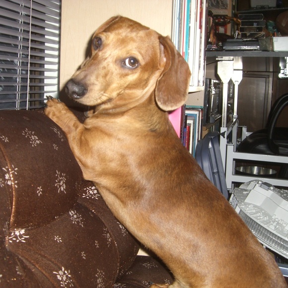 Meet your Posher, Paisley Tweed - Picture 6 of 8